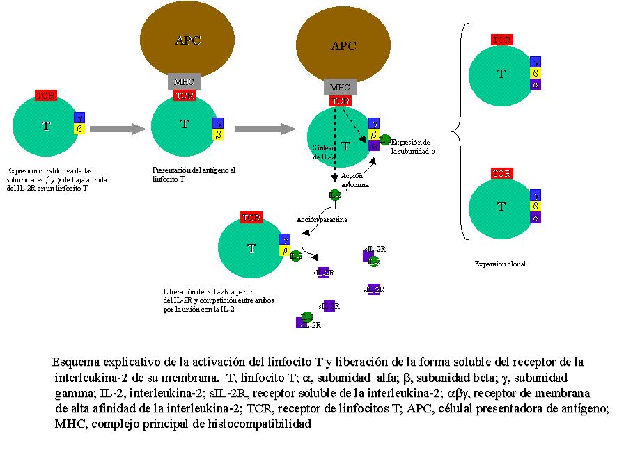 Liberación de sIL-2R