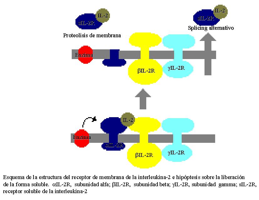 Estructura del IL-2R/sIL-2R
