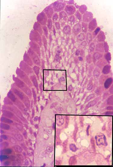fig8